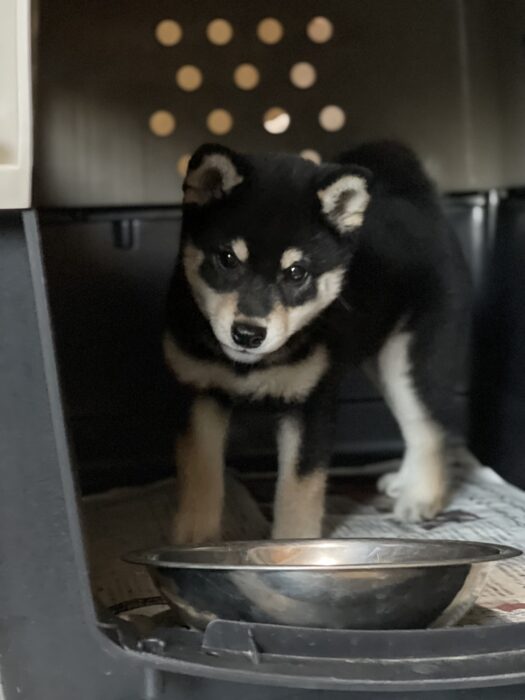 7月個別支援①黒シバちゃん