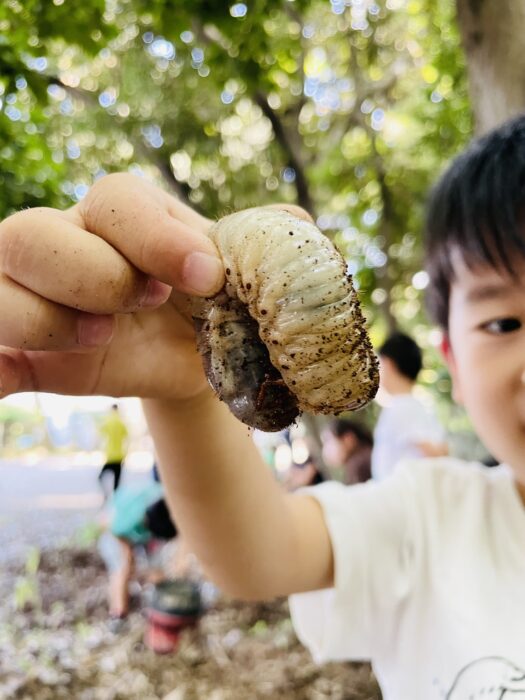 カブトムシの幼虫堀り