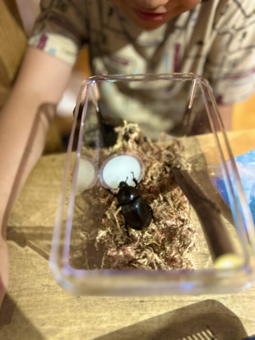 カブト虫に卵を産ませる