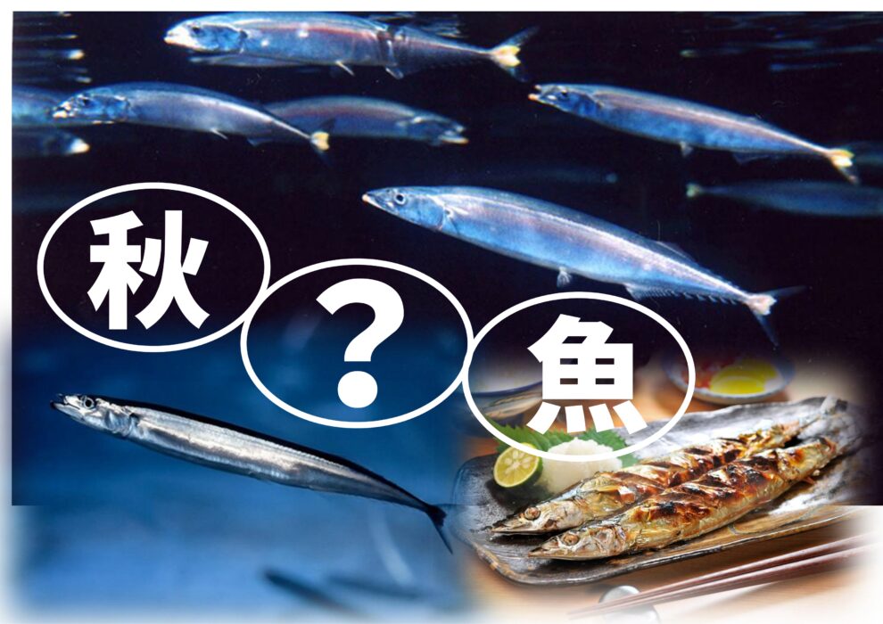 体験型授業⑤　1年12か月とサンマ