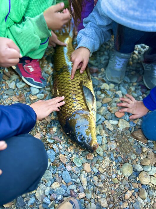 土曜N-Trip【巨ゴイ釣り】