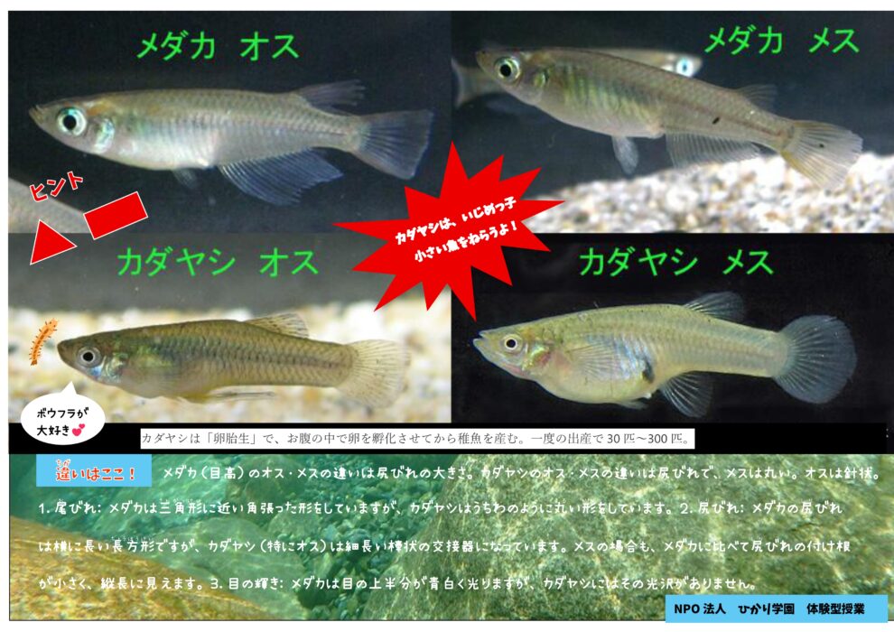 週替わり【体験型授業】