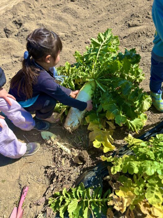 【農業体験】なばな摘み