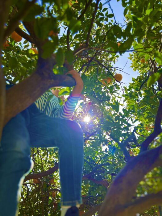 【農業体験】ミカン狩り