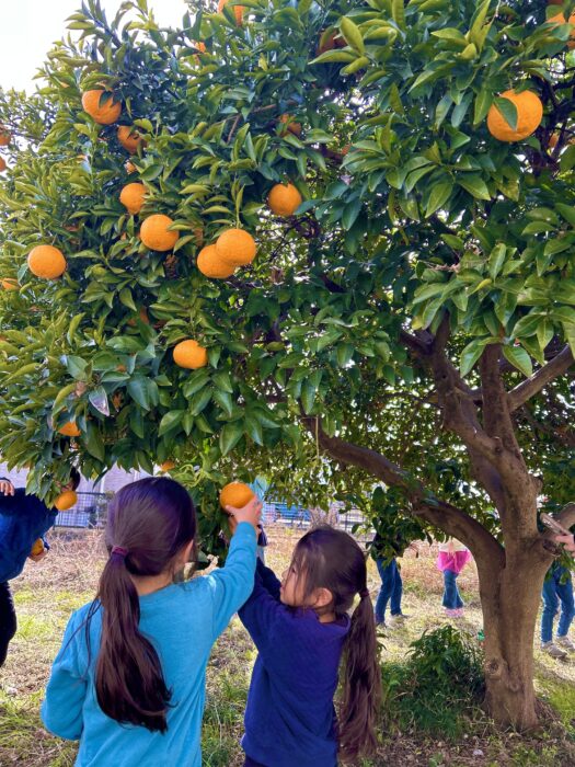 土曜N-Trip【ミカン狩り】