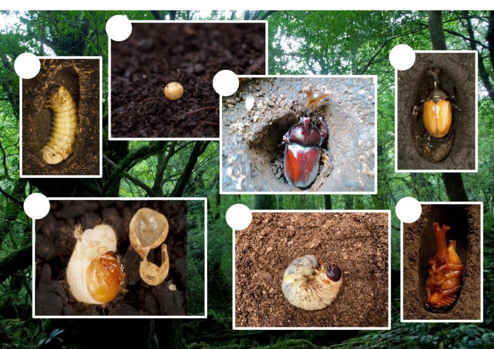 週替わり【体験型授業】