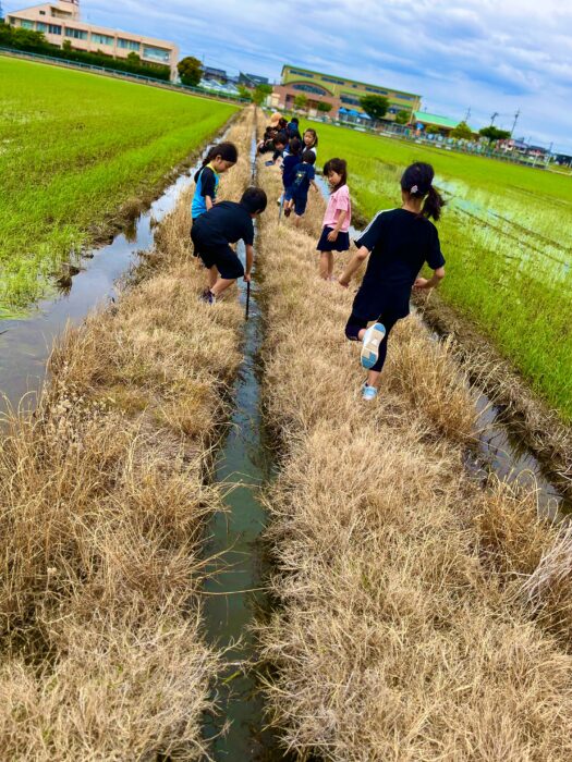 巨大トノサマガエル出現！