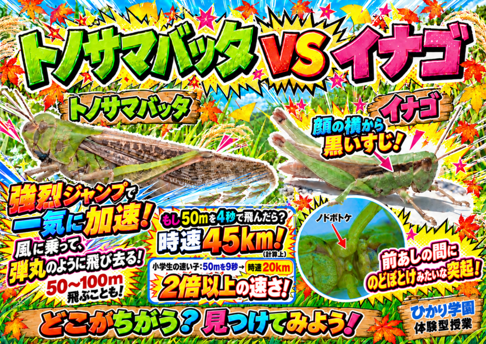週替わり【体験型授業】
